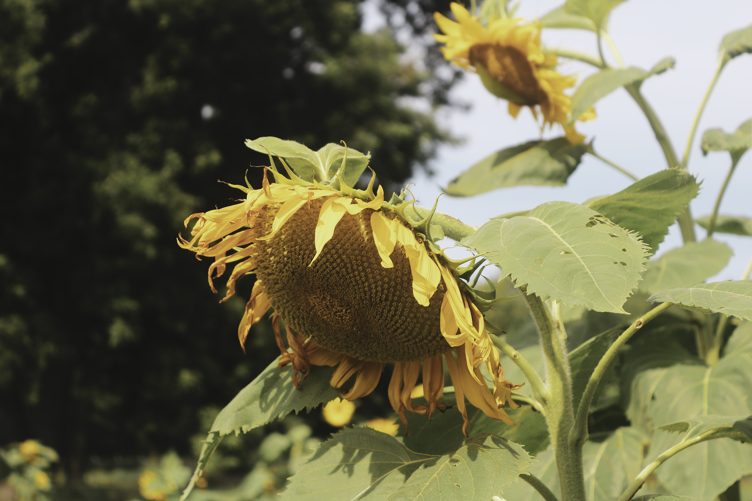 sunflower