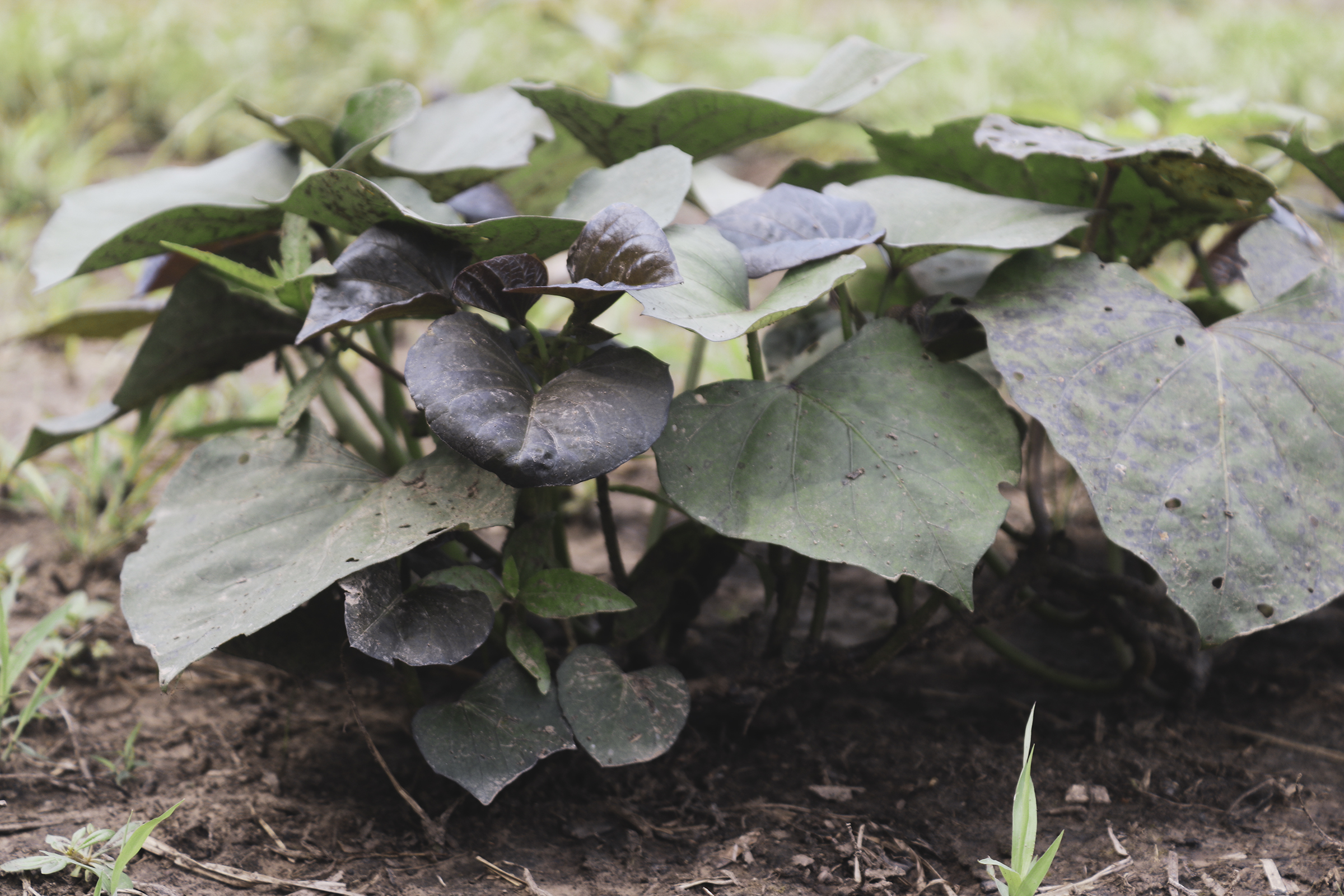 sweet potato plant