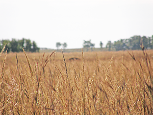 Osage Nation ENR Department photo